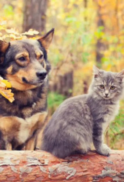Dog and cat in nature